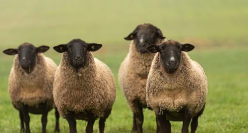 groep suffolk schapen