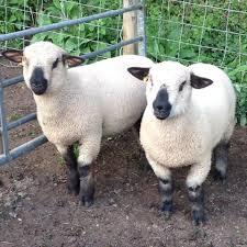 schapen (1)